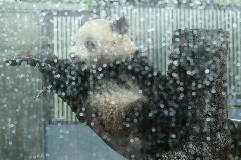 く～も～り～ガラスのむこうは♪　シャンシャンだ～♪　滴がじゃまだぜ～♪　せつないね～♪♪（雨の日の上野動物園）　　_b0291402_13130460.jpg