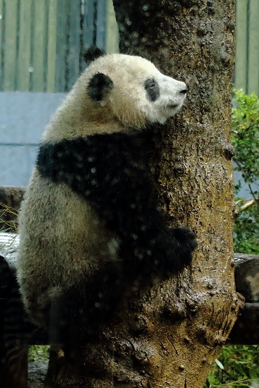 く～も～り～ガラスのむこうは♪　シャンシャンだ～♪　滴がじゃまだぜ～♪　せつないね～♪♪（雨の日の上野動物園）　　_b0291402_13134151.jpg