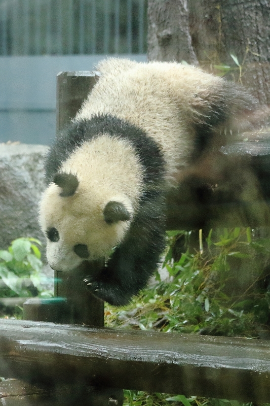 く～も～り～ガラスのむこうは♪　シャンシャンだ～♪　滴がじゃまだぜ～♪　せつないね～♪♪（雨の日の上野動物園）　　_b0291402_13135794.jpg