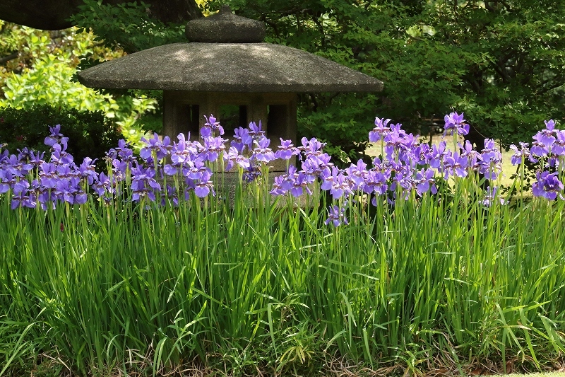 あやめ、カキツバタ、花菖蒲を探して庭園巡り（六義園と、小石川後楽園）_b0291402_17412543.jpg