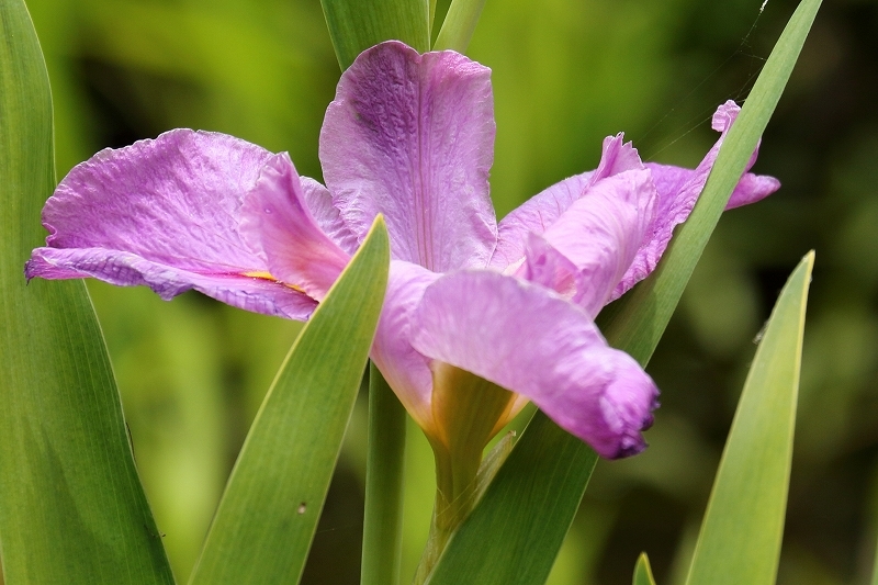 あやめ、カキツバタ、花菖蒲を探して庭園巡り（六義園と、小石川後楽園）_b0291402_17420075.jpg