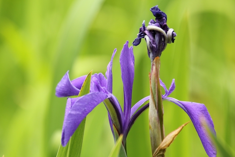 あやめ、カキツバタ、花菖蒲を探して庭園巡り（六義園と、小石川後楽園）_b0291402_17421230.jpg