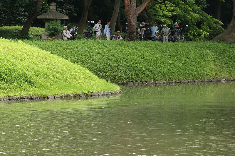 あやめ、カキツバタ、花菖蒲を探して庭園巡り（六義園と、小石川後楽園）_b0291402_17422106.jpg