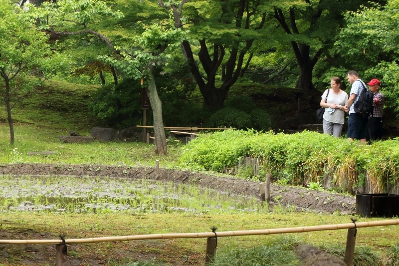 あやめ、カキツバタ、花菖蒲を探して庭園巡り（六義園と、小石川後楽園）_b0291402_17423991.jpg