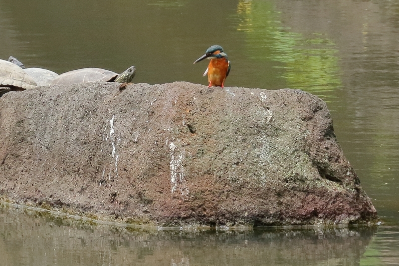 あやめ、カキツバタ、花菖蒲を探して庭園巡り（六義園と、小石川後楽園）_b0291402_17510720.jpg