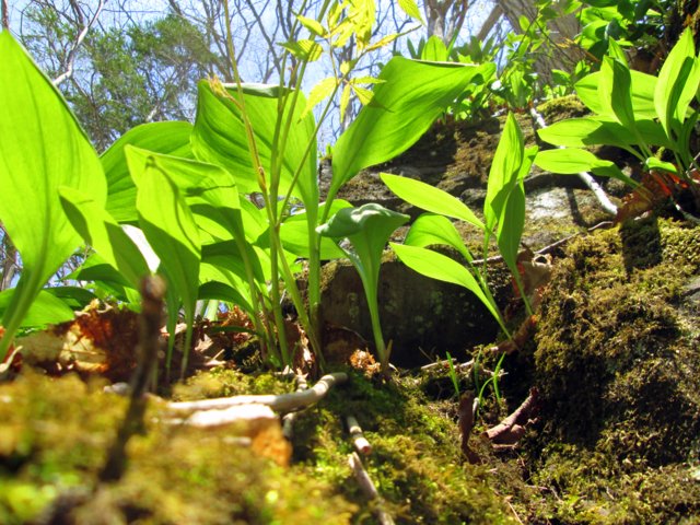 a0345007_1647087.jpg