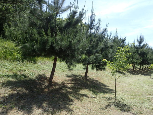 c0367107_15403854.jpg