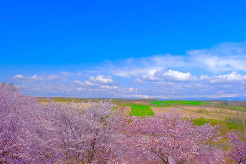 圧倒的桜。2018_d0373607_13174661.jpg