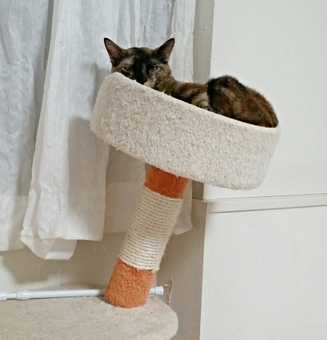 e0144012_16340187.jpeg