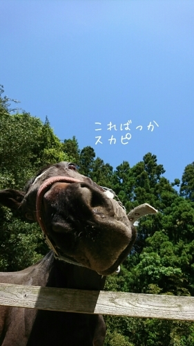 b0187620_20453407.jpg