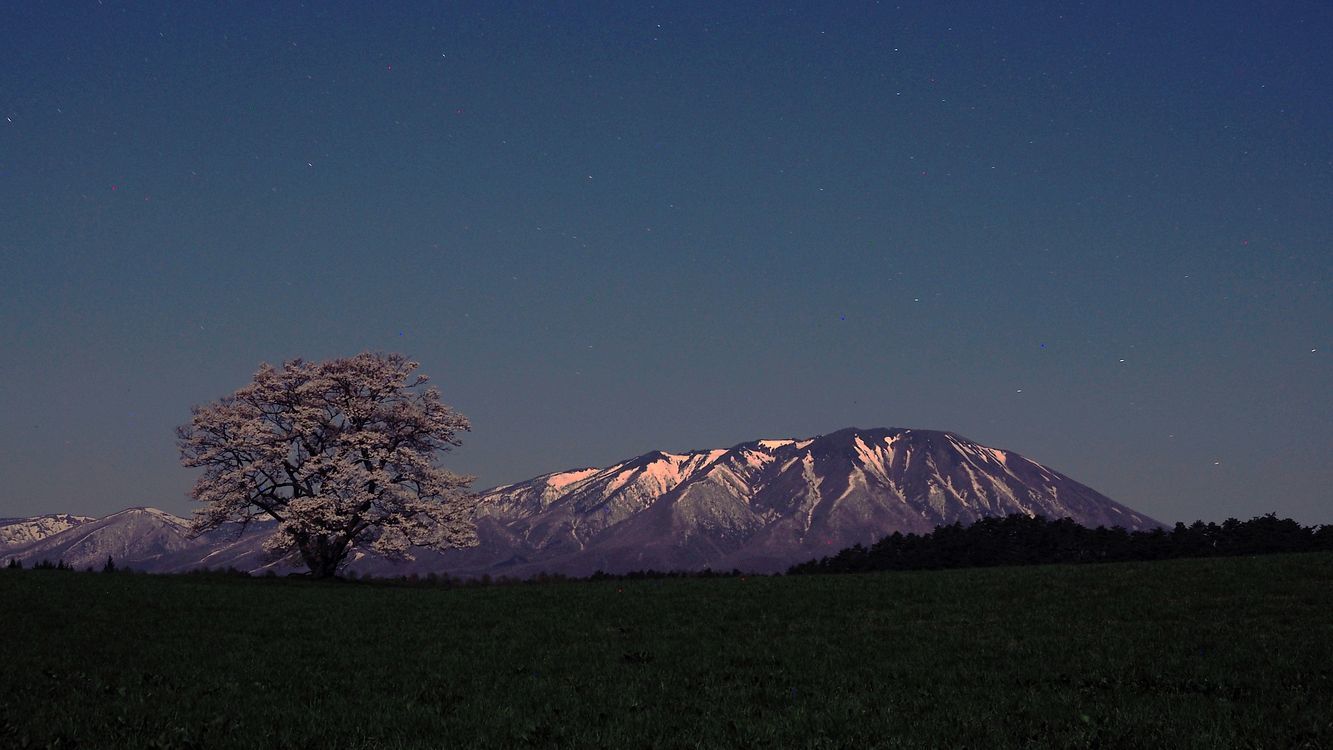 夜の小岩井農場一本桜（lonesome cherry blossoms & Mt.Iwate)･･･２０１８東北一人旅シリーズ（その１１）_a0031821_14174080.jpg