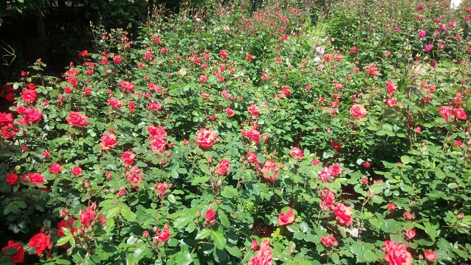 c0173826_09132716.jpg