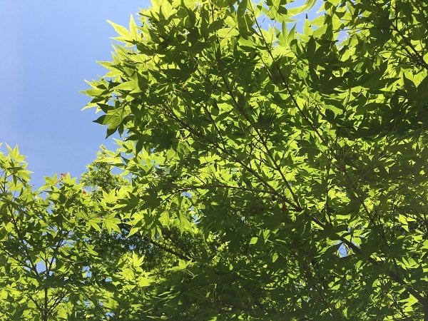 木のカップKuksaと青もみじ_b0100229_12033071.jpg