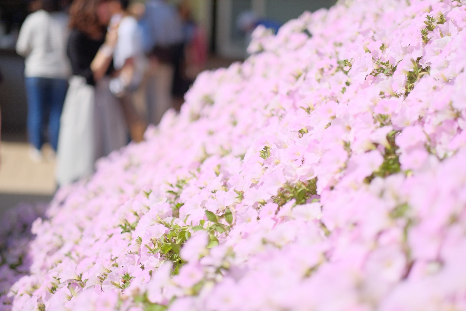 バスツアー2 あしかがフラワーパークで花三昧 Utamaru S Blog