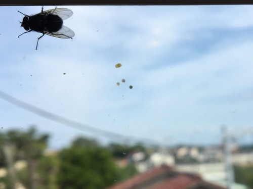b0330040_12395717.jpeg