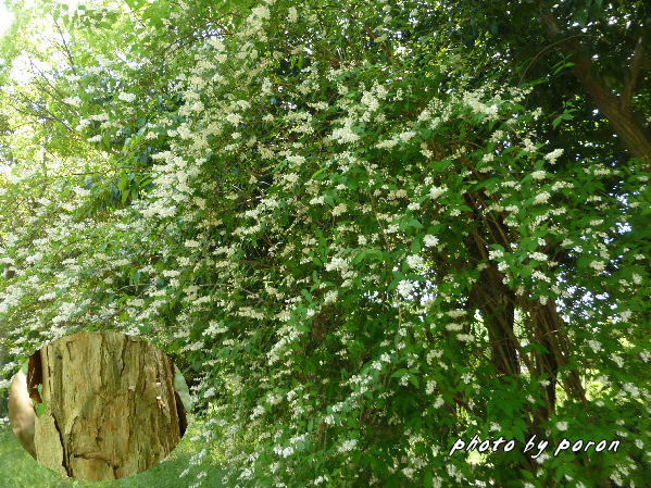 ウツギ 空木 とヒメウツギ 姫空木 の花が咲き出してきました デジカメ散歩悠々