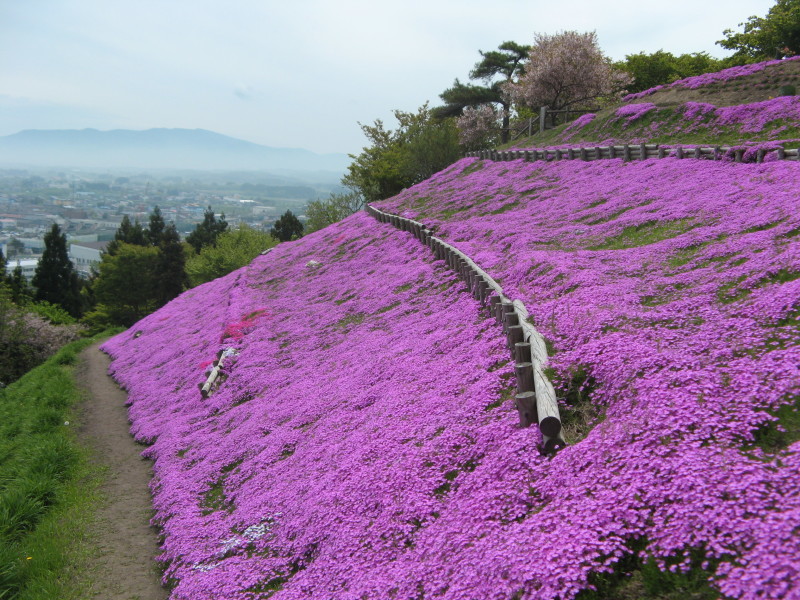 懐かしい芝桜_f0365352_08194927.jpg