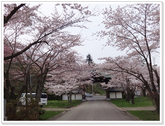 お花見　【天上寺＆市民会館周辺】_c0271053_17341246.jpg