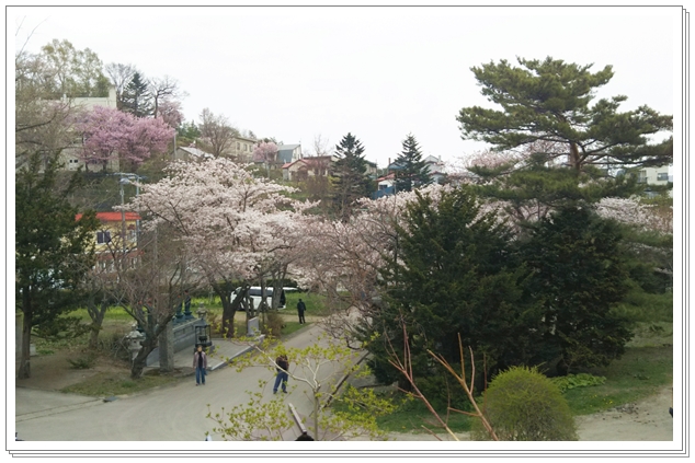 お花見　【天上寺＆市民会館周辺】_c0271053_1738649.jpg