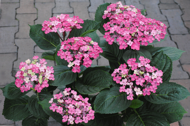 a0001354_23351493.gif