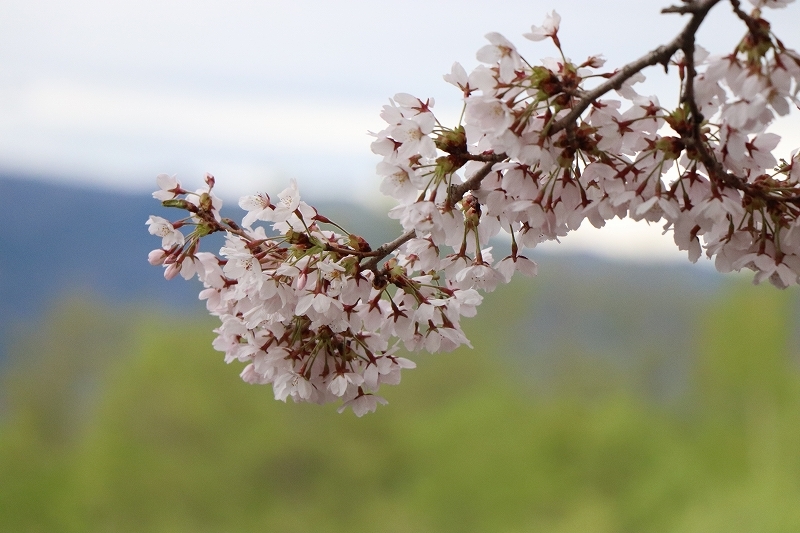 5月5日　北斗市　清川の桜並木_b0250154_06163285.jpg