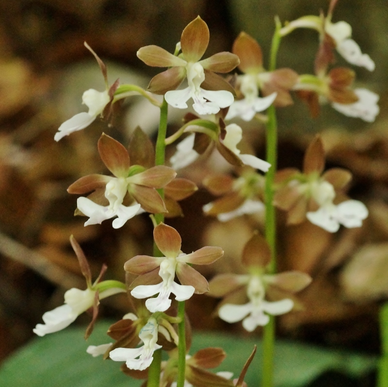 神戸市立森林植物園・ロックガーデンに咲く花_b0063958_07523413.jpg