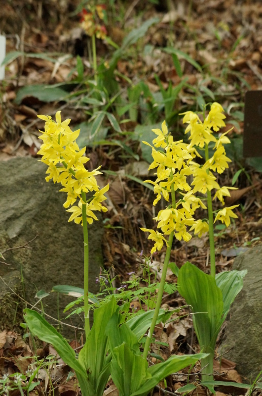 神戸市立森林植物園・ロックガーデンに咲く花_b0063958_07533746.jpg