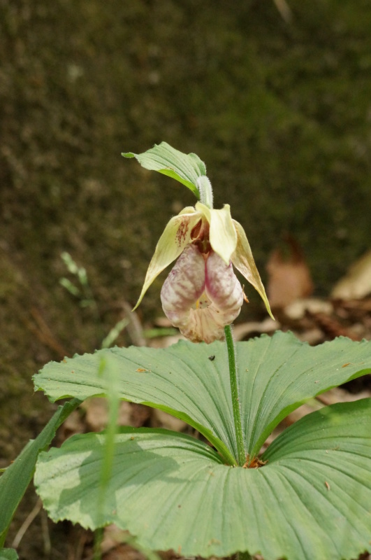 神戸市立森林植物園・ロックガーデンに咲く花_b0063958_07553711.jpg