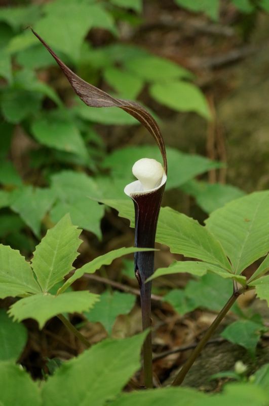 神戸市立森林植物園・ロックガーデンに咲く花_b0063958_07574144.jpg