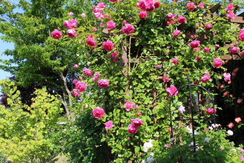b0246758_20202195.jpg