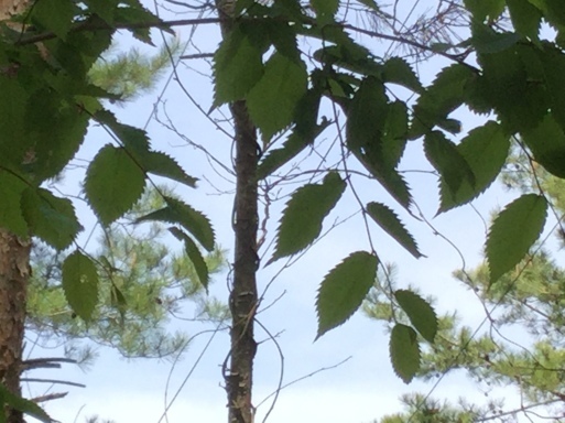 a0053063_08551937.jpeg