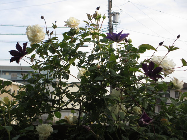 a0243064_15575988.jpg