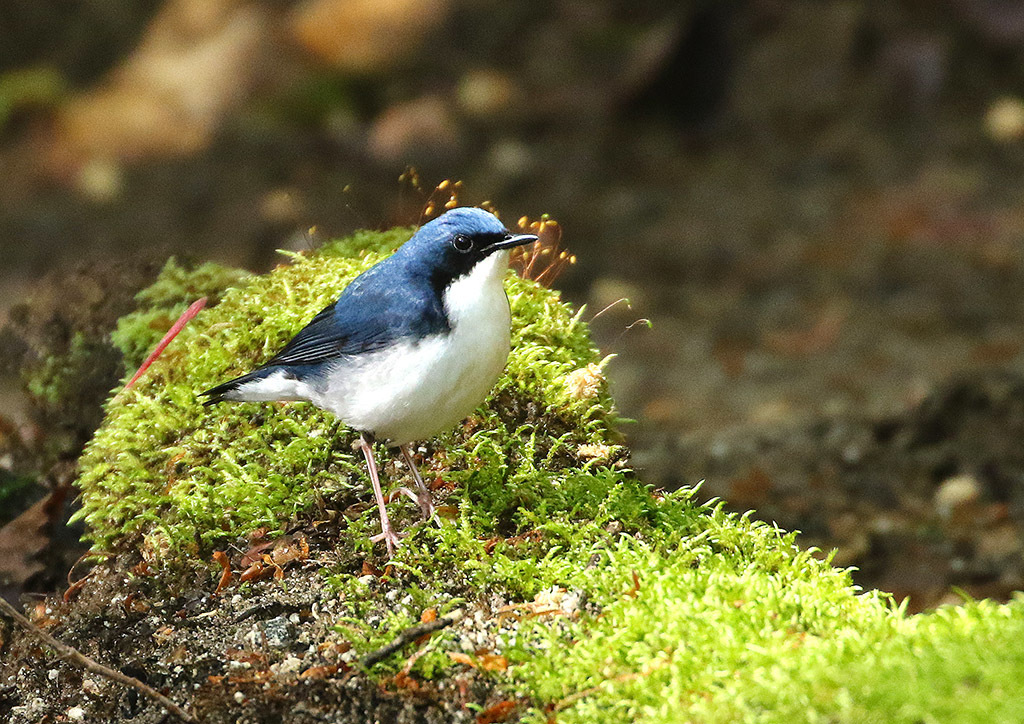 鳥さん求めて_d0313867_14344044.jpg