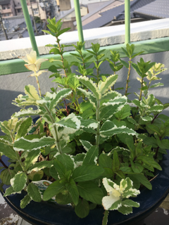小さな暮らしの植物達_f0363168_06330523.png