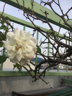 小さな暮らしの植物達_f0363168_06344241.png