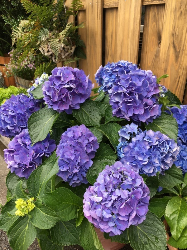 小さな暮らしの植物達_f0363168_06382932.jpeg