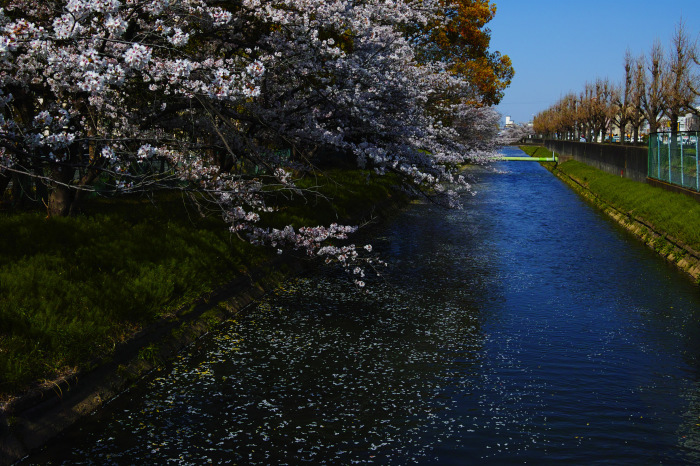 桜2018　ご近所_f0021869_22140360.jpg