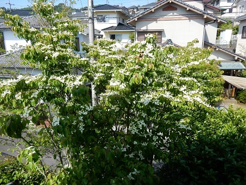 ヤマボウシ咲いた、ハナミズキの後に_e0175370_10333147.jpg