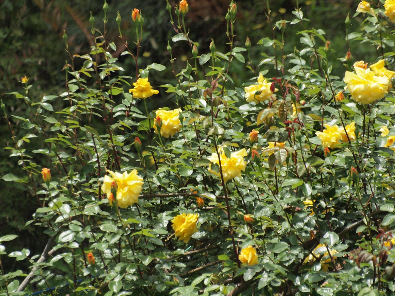 d0054276_20441456.jpg