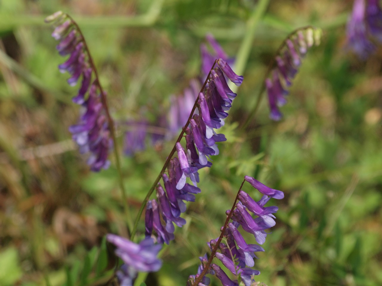 d0054276_2044423.jpg
