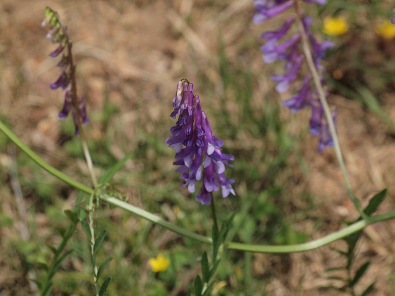 d0054276_20445179.jpg