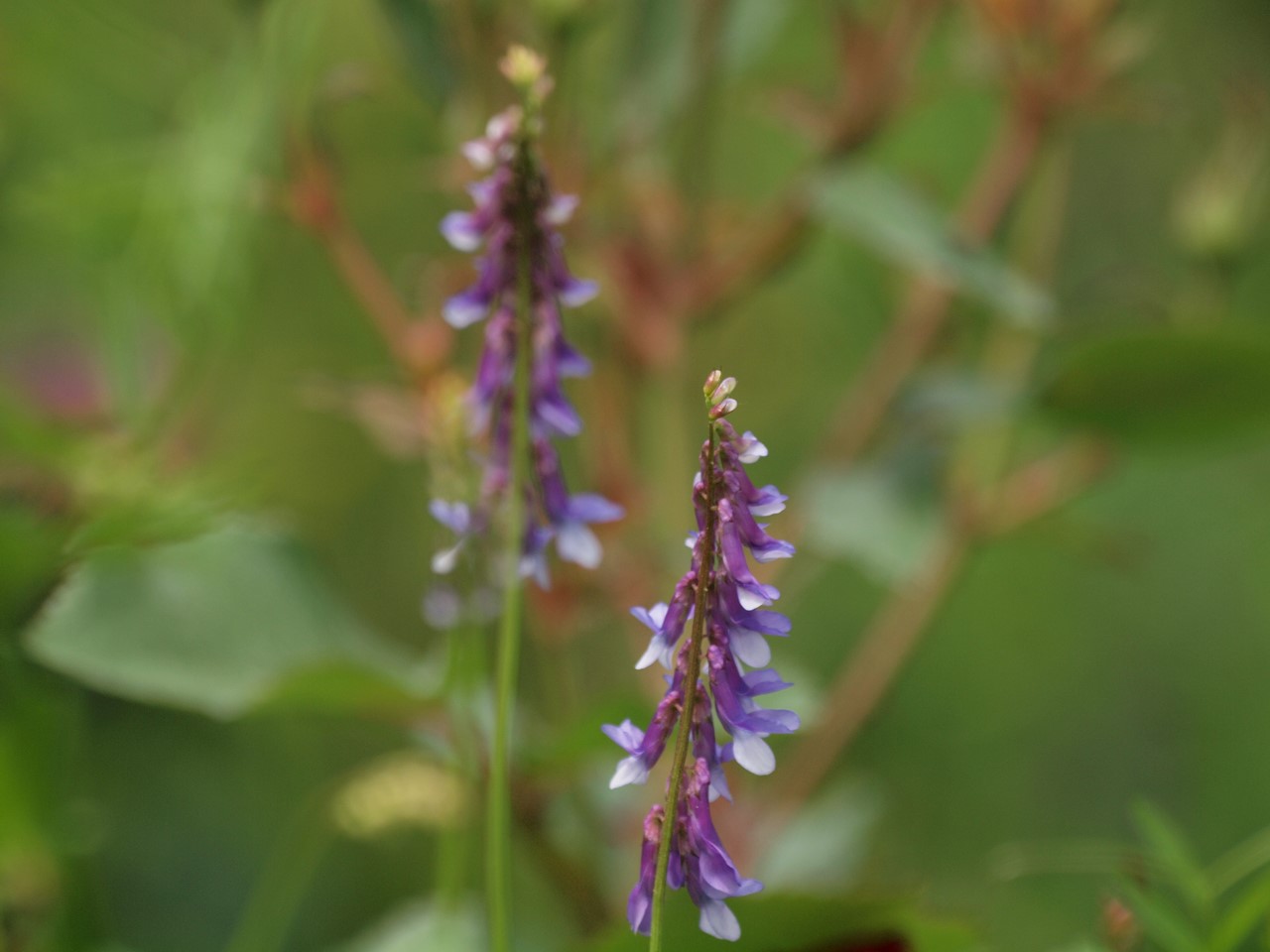 d0054276_2045196.jpg