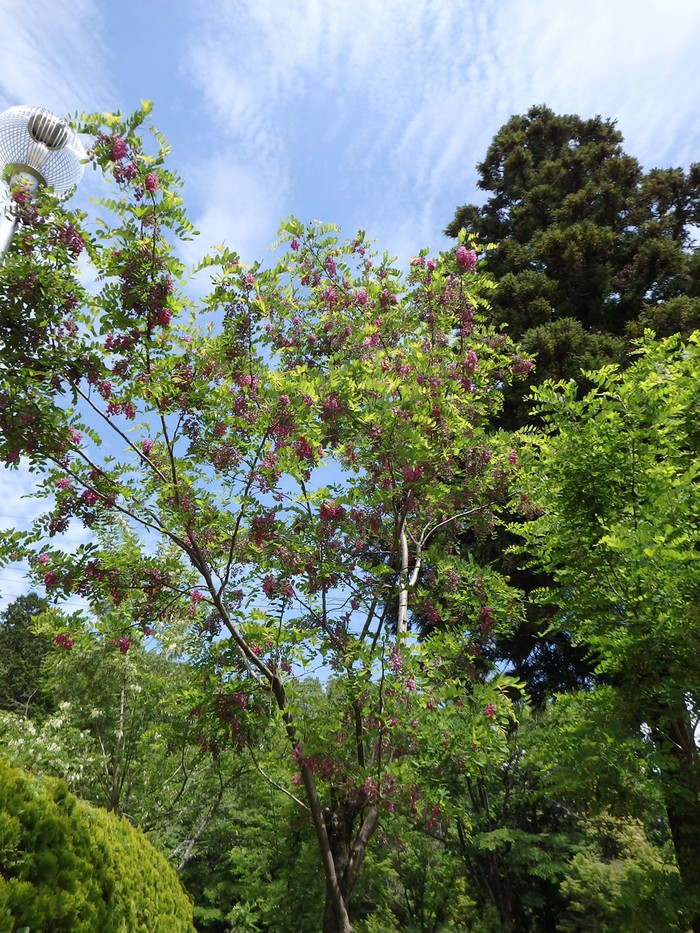 d0054276_20454013.jpg