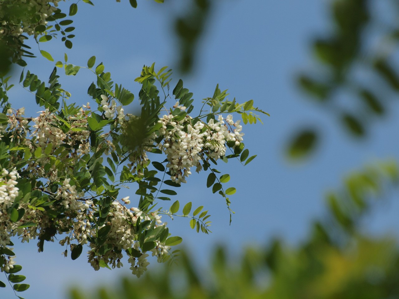 d0054276_2047114.jpg
