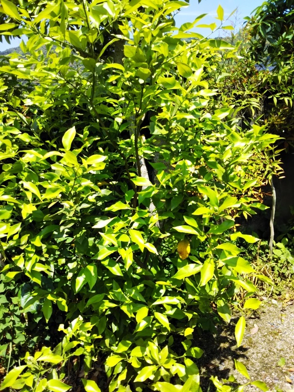 レモンの木とカボスの木 アリババのありのまま レモンの木とカボスの木 アリババのありのまま