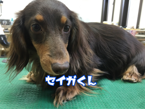 トリミングブログ_f0357682_12332456.jpg