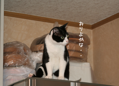 a0216583_23533020.png
