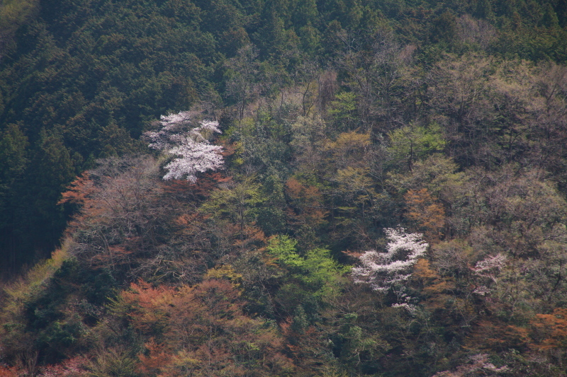 あきる野市・花のお寺　龍珠院　ラスト_e0165983_10002789.jpg