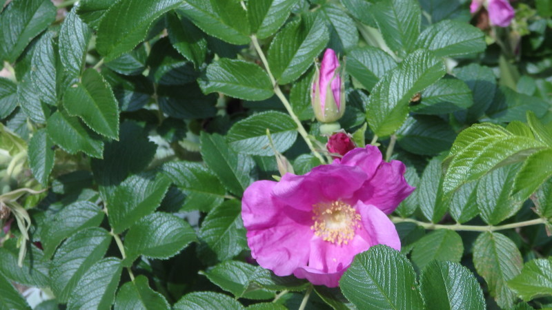 b0197486_11150513.jpg