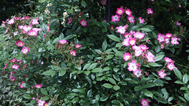 b0197486_11180580.jpg
